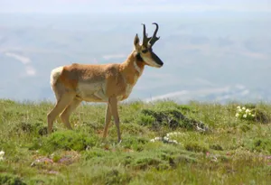 Pronghorn