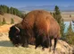 Bison