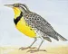 meadowlark