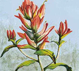 Indian
paintbrush